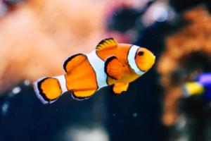 和讯投顾丁文杰:重点关注两大核心标的