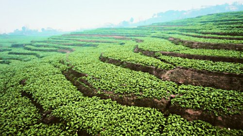 乌江榨菜跻身餐企食材供应商百强,餐饮赛道布局成果获行业认可