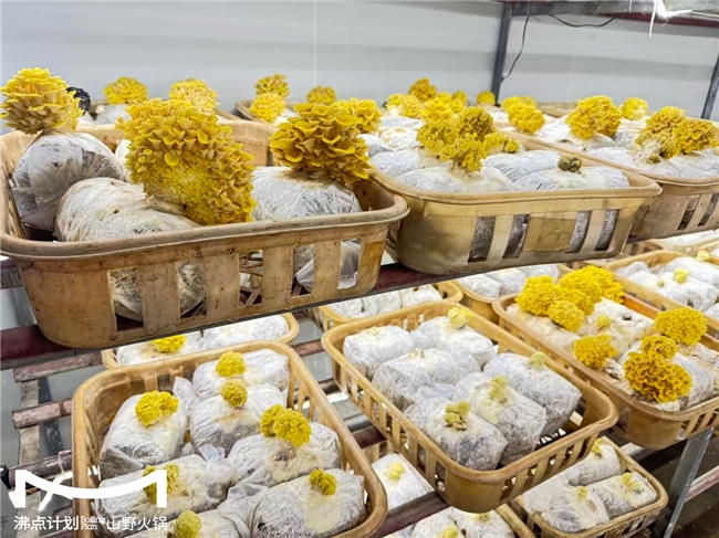 沸点计划发布“山海供应链”战略：投建十大生态基地，护航万店扩张图1